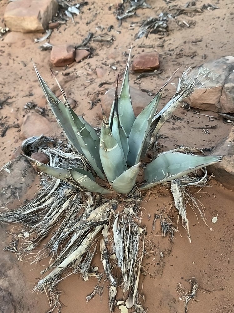 Sedona