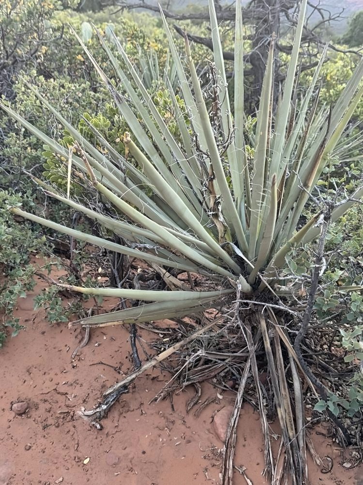 Sedona