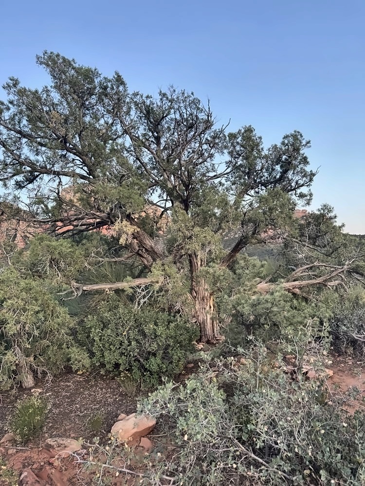 Sedona