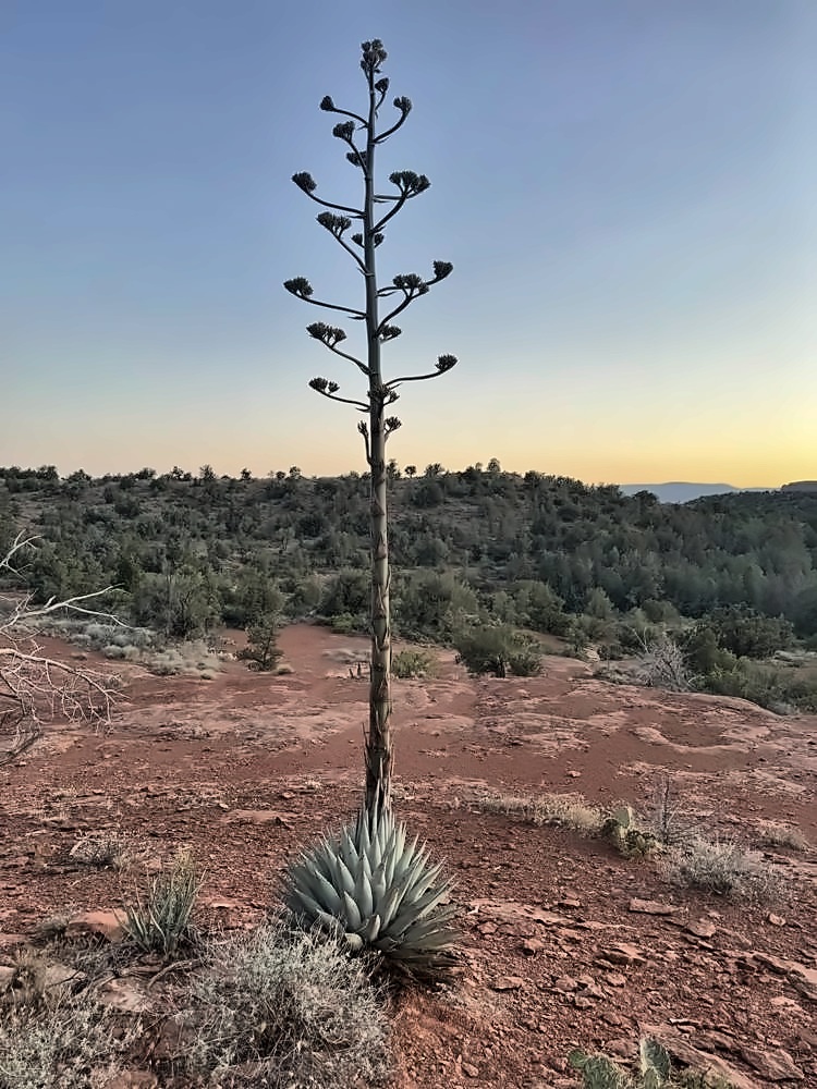 Sedona
