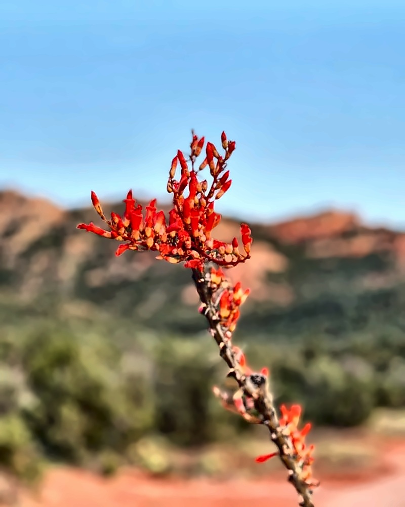 Sedona