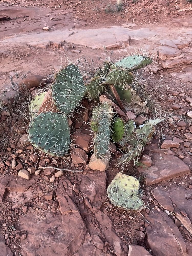 Sedona