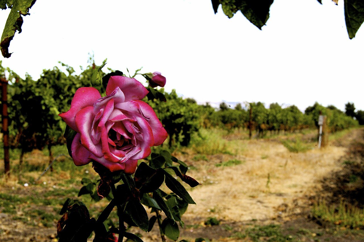 Cline Cellars photo 2
